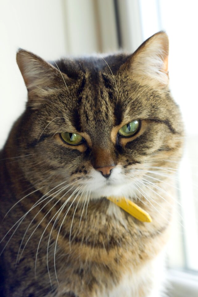 Cute kitty domestic