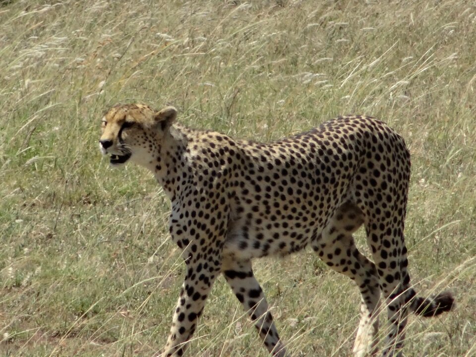 Cheetah hunting female