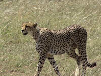 Cheetah hunting female photo
