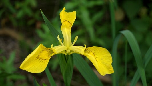 Close up summer bloom