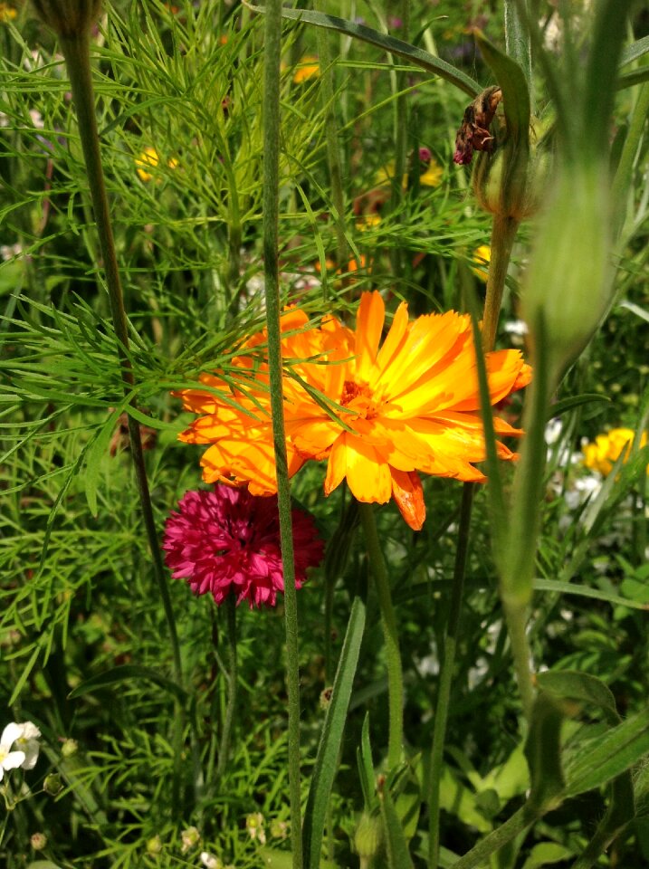 Summer color orange