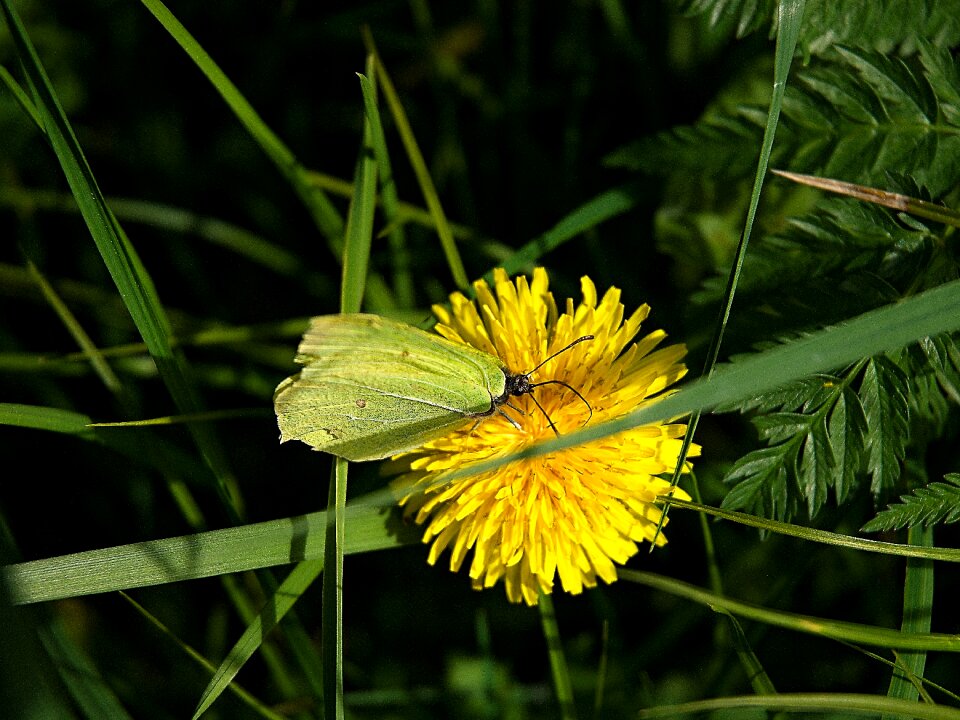 Medical green grass
