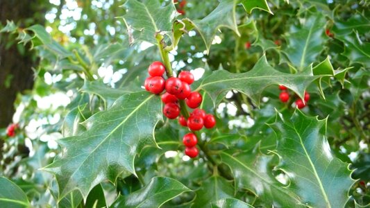 Holly flowering Free photos