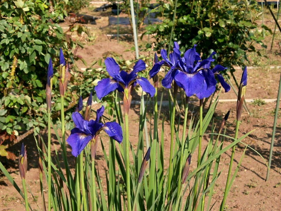 Early summer flowers purple flowers blue flowers