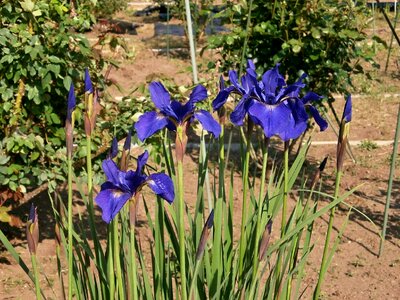 Early summer flowers purple flowers blue flowers photo