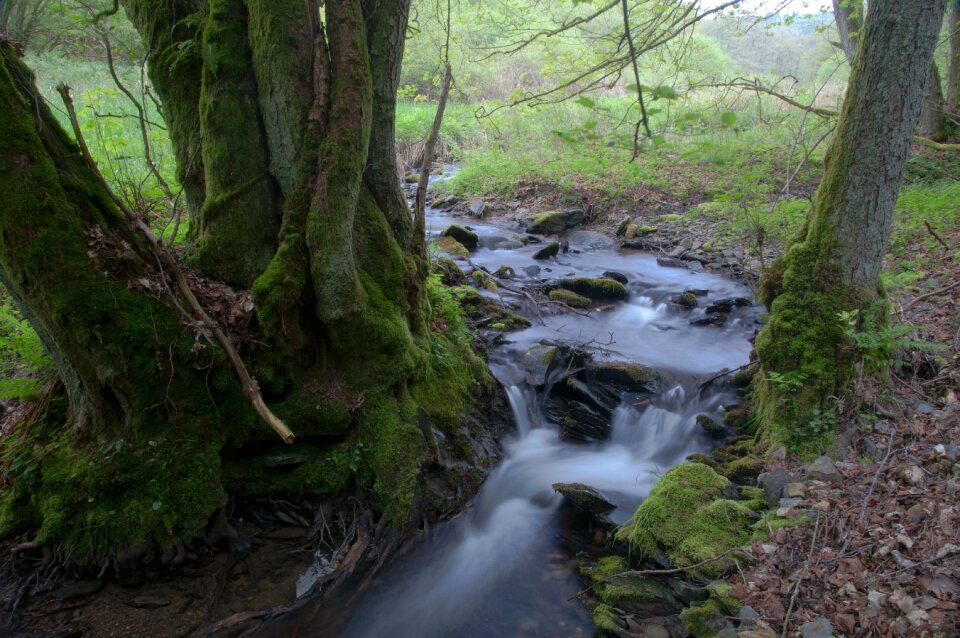 Forest natuschutzgebiet sauer bach