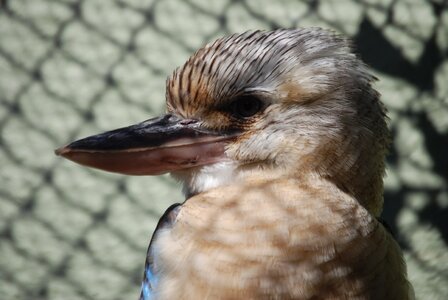 Bird beak close-up photo
