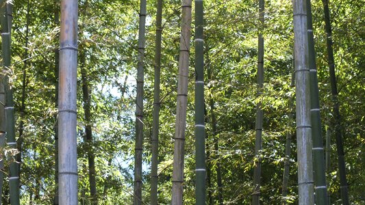 Bamboo forest green japan photo