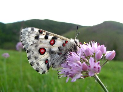 Mongoli white butterfly