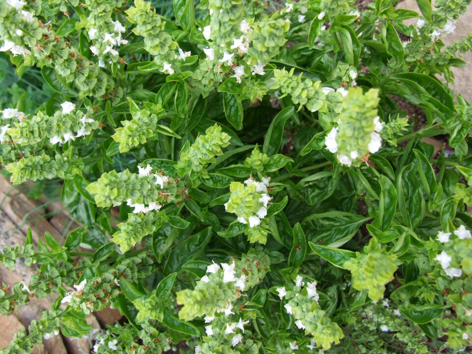 Spices herb plant