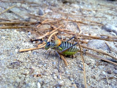 Cricket insect fauna