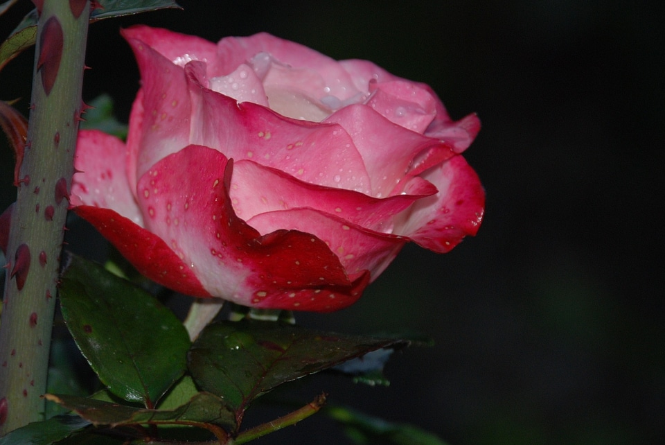 Drops plant nature