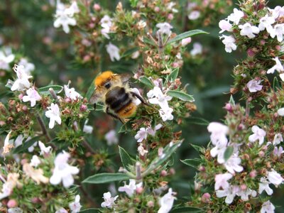 Spices plant insect