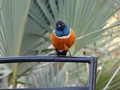 Bird exotic gourmand