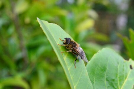 Insect fly nahmaufnahme