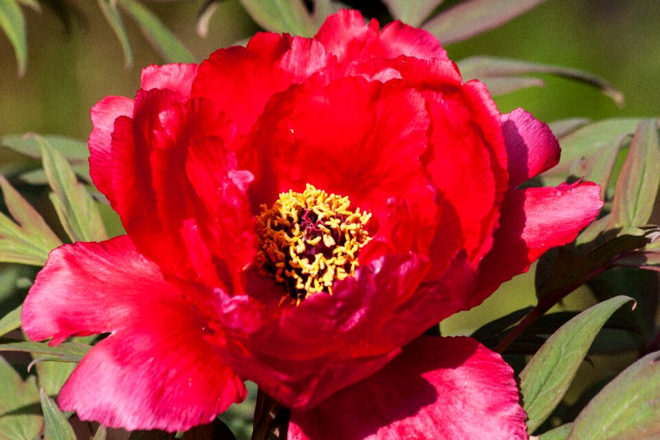 Flora spring blossom