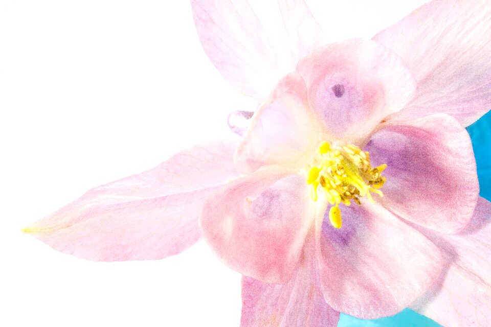 Bloom plant pink