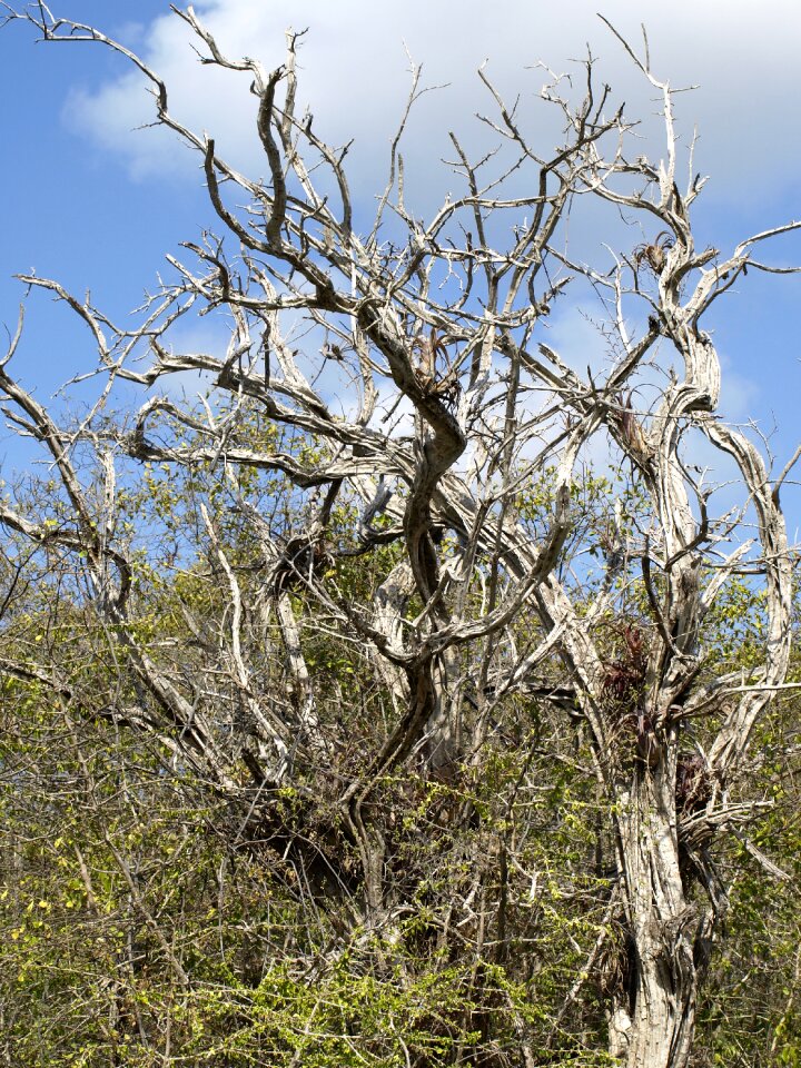 Branches dead broken