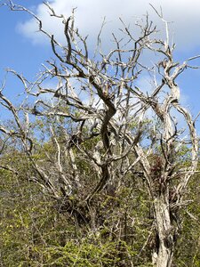 Branches dead broken