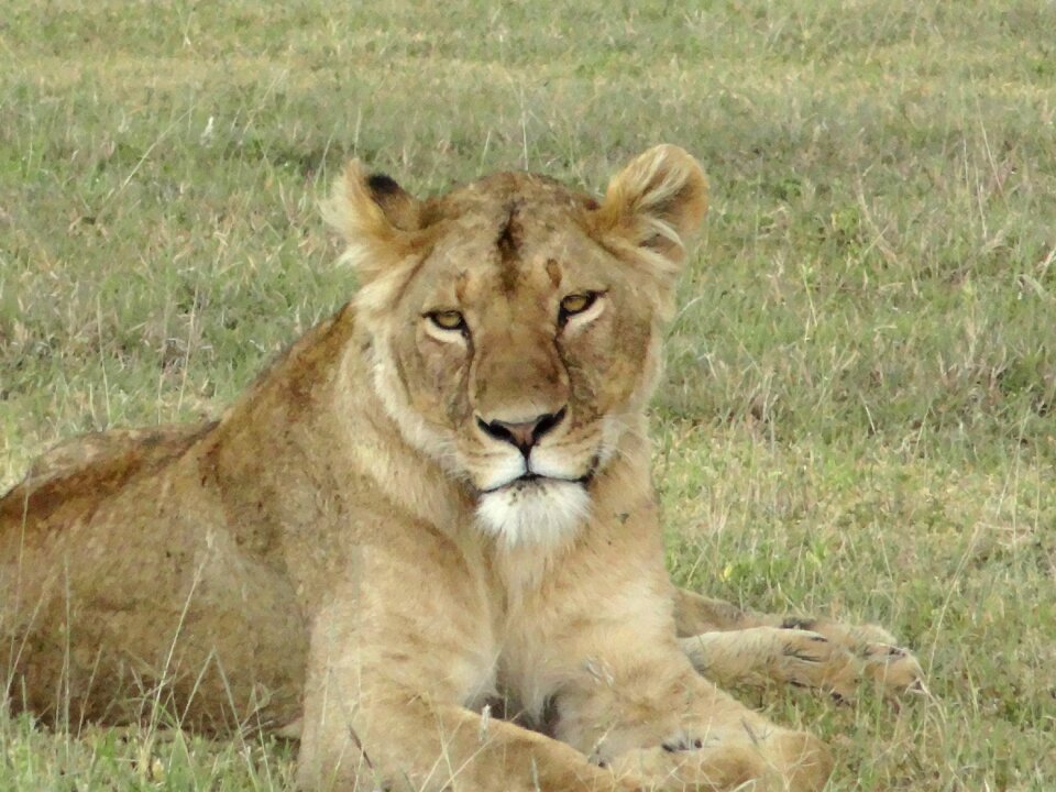 Lioness look nature