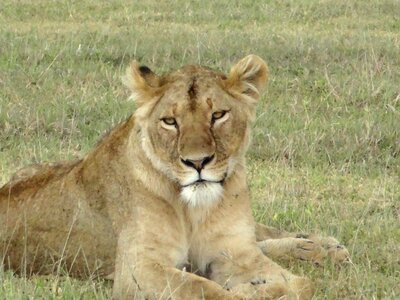 Lioness look nature photo