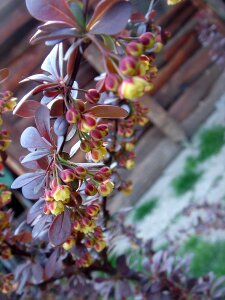 Detail flowers bush