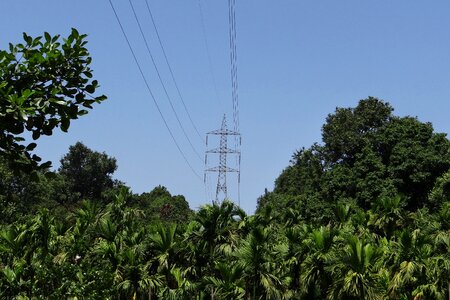 Lines high voltage thick forest
