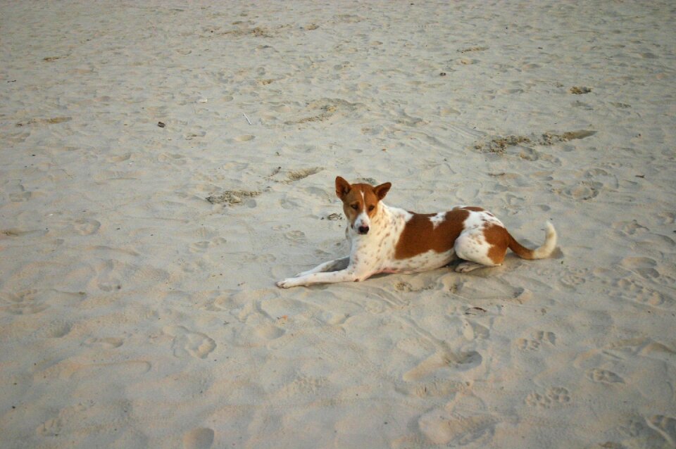 Portrait lazy dog small dog