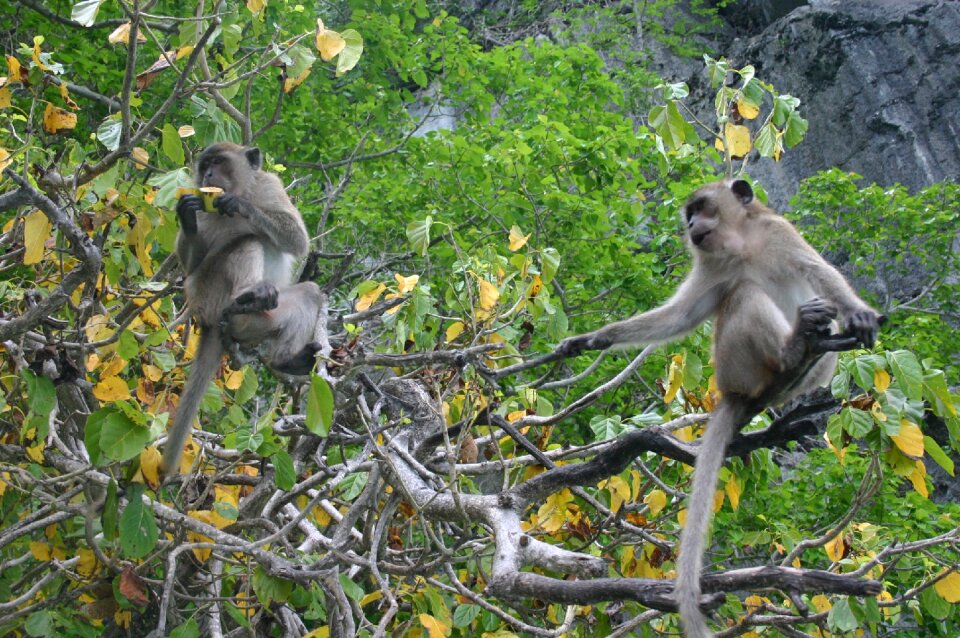 äffchen mammal nature thailand