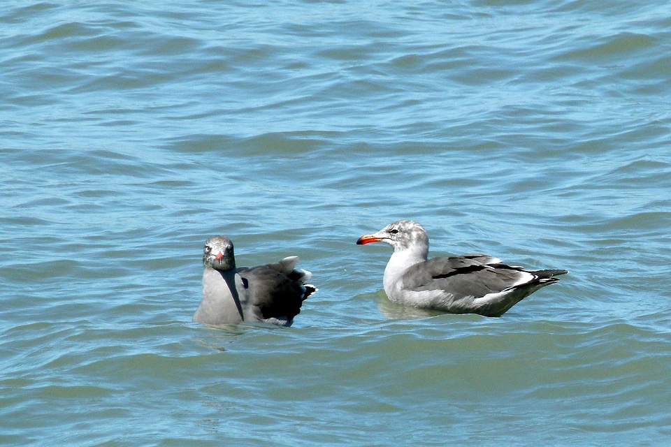 Water birds feathered