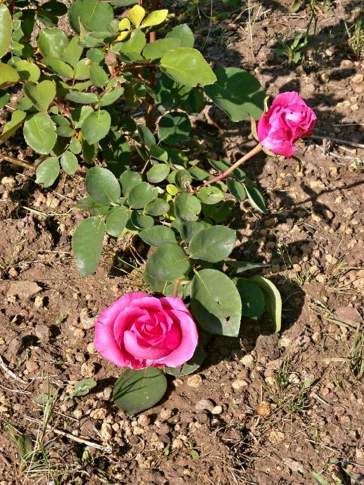 Rose pink flower rose garden