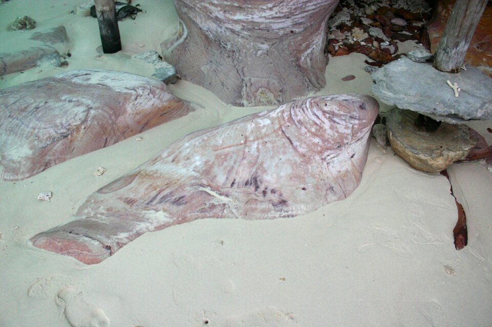 Beach sand fish