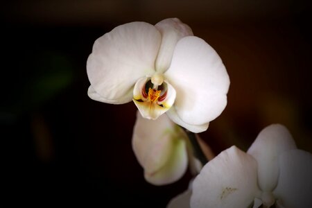 Orchid white close up photo
