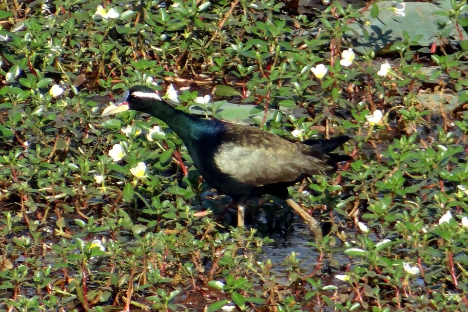 Bird wildlife swamp