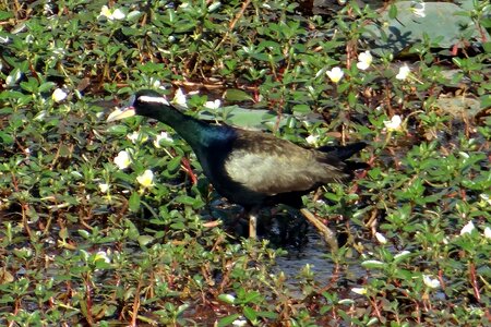 Bird wildlife swamp photo