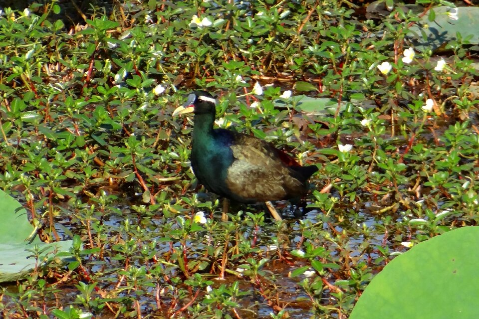 Bird wildlife swamp