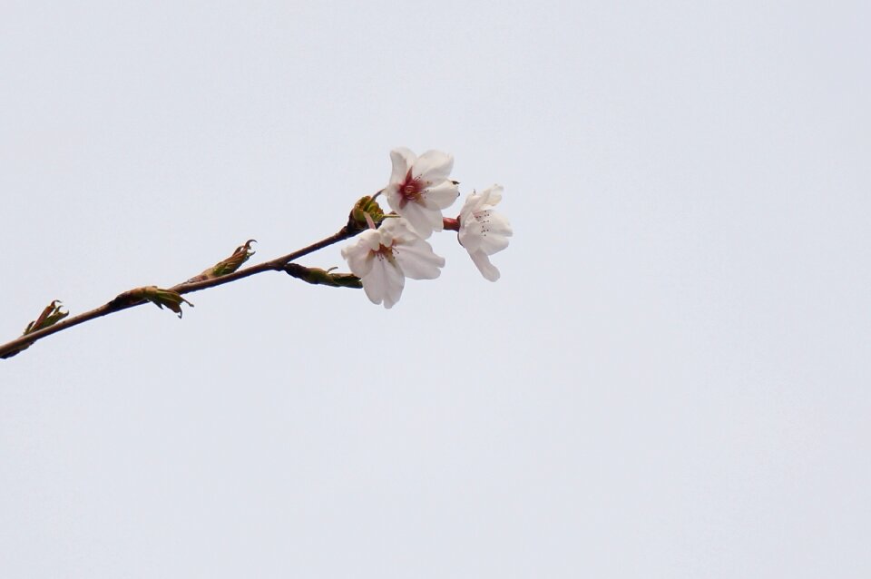 Pink flowers wood