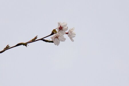 Pink flowers wood