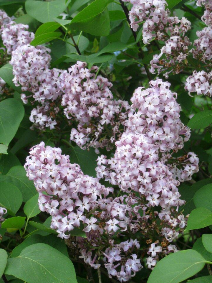 Nature purple spring