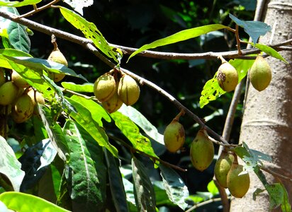 Fruit tree flora