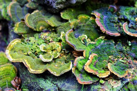 Nature tree mushrooms