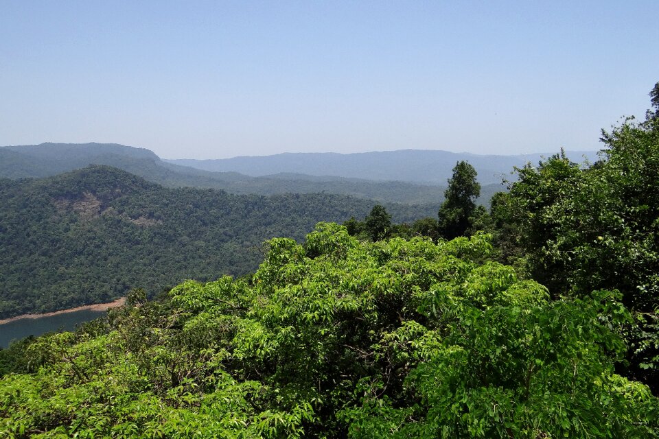 Mountains dense forest evergreen
