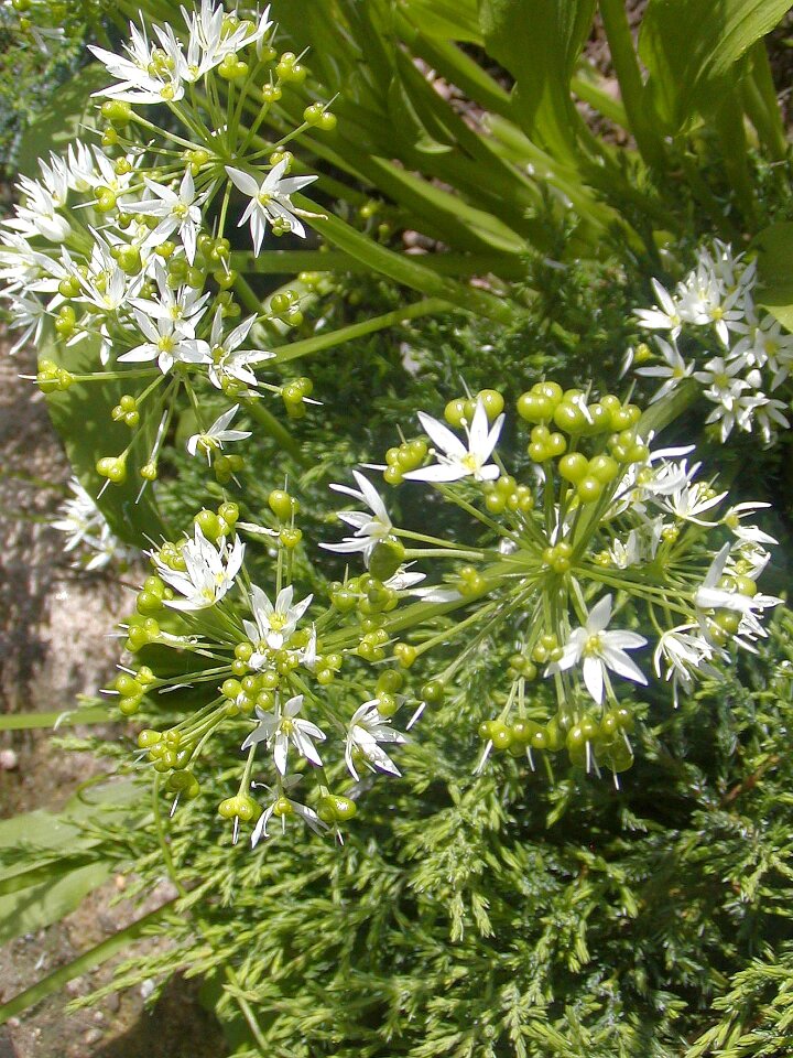 White green detail