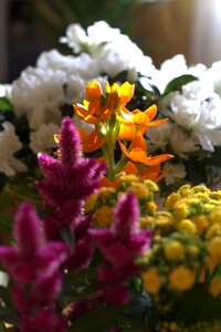 Fresh fragrant colors