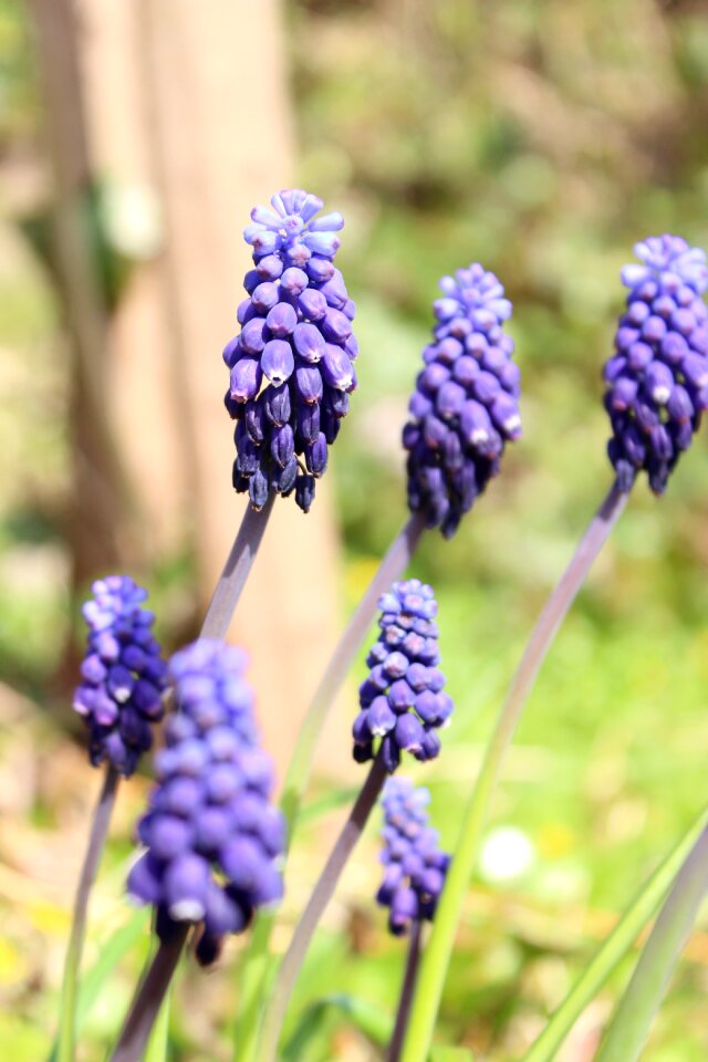 Nature incomplete spring