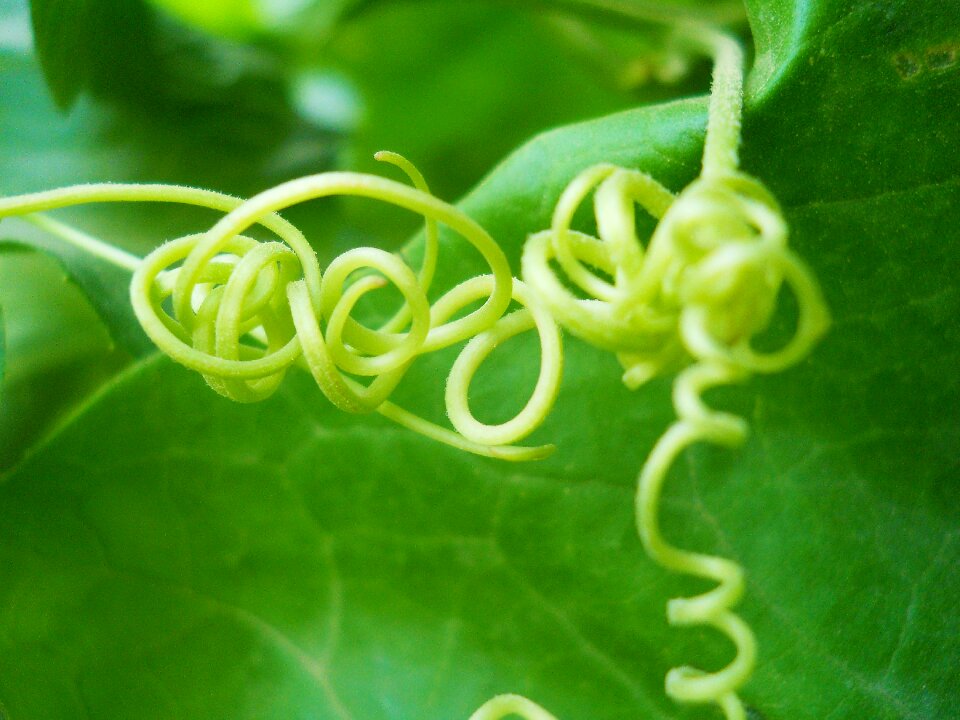 Tropical plant leaf photo