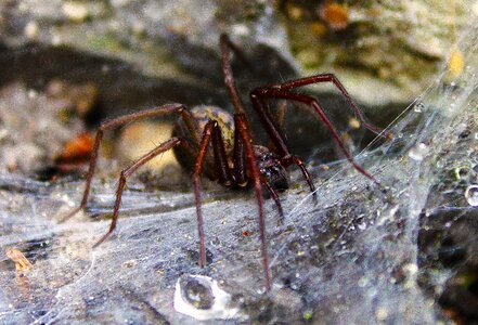 Scary monster spiders photo