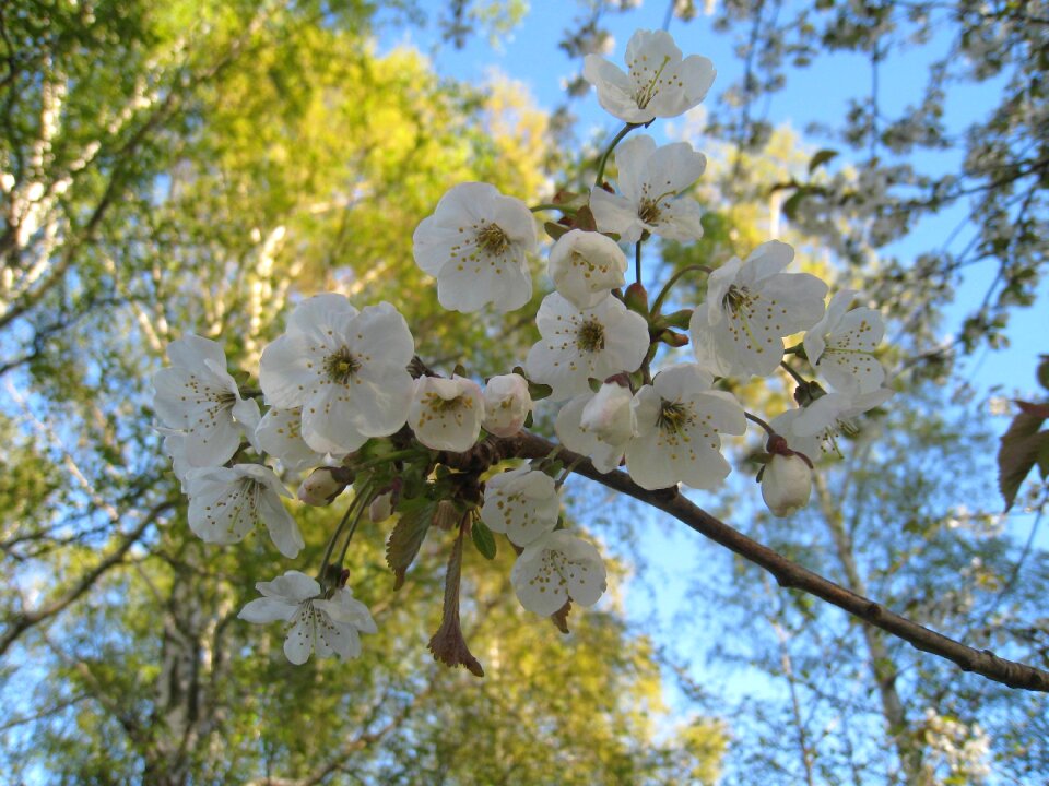 Sky blue blue spring