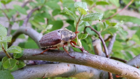 Nature animal krabbeltier