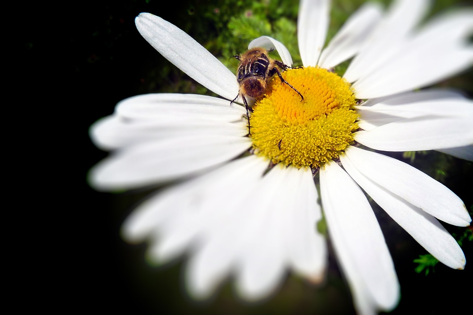 Insect nature focusing